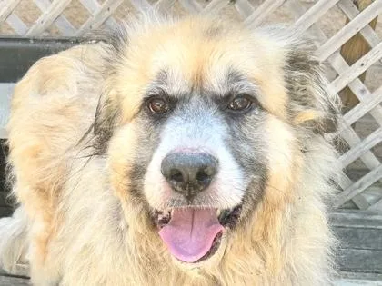 An adult large-sized male Tricolor (Brown, Black, & White) Mixed Breed dog named Hoagie for adoption in Georgetown, TX