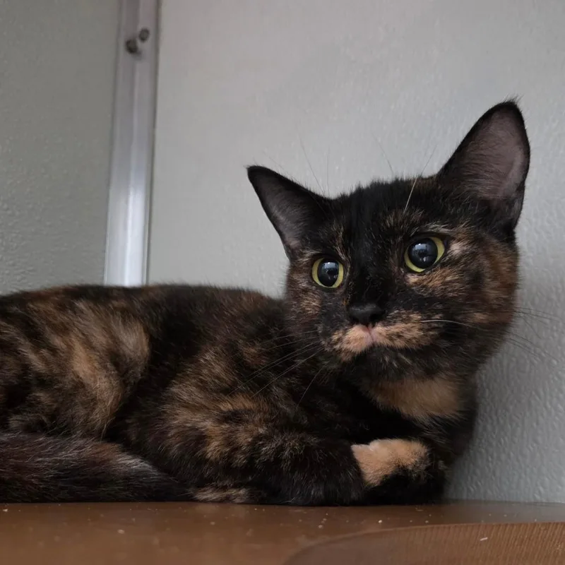 A young small-sized female Tortoiseshell Domestic Short Hair cat named Yarrow for adoption in Chattanooga, TN