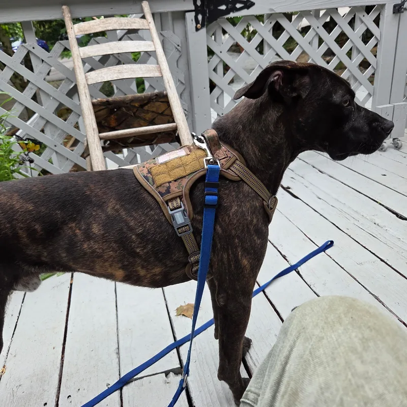 A young medium-sized male Brown / Chocolate Labrador Retriever dog named Duncan for adoption in Brentwood, TN