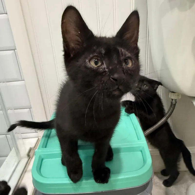 A baby small-sized male Black Domestic Short Hair cat named Fletcher for adoption in Seminole, FL