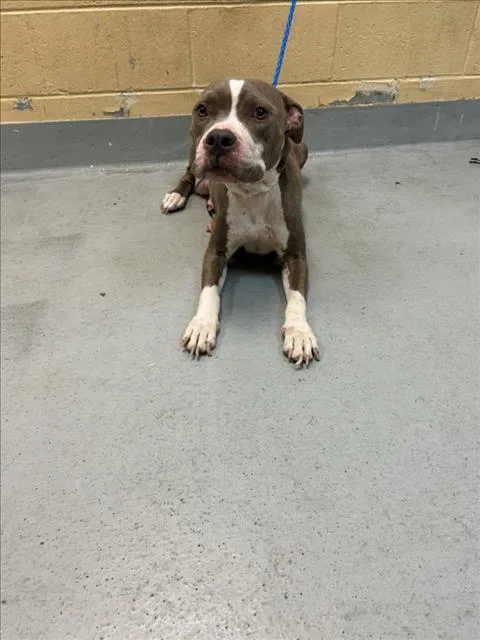 A young medium-sized female Pit Bull Terrier dog named Josephine for adoption in Tulsa, OK