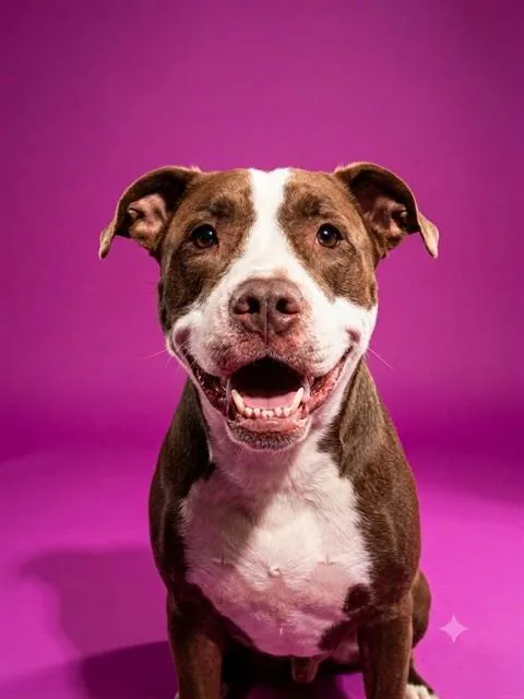 A young medium-sized female Mixed Breed dog named Brooke Boo for adoption in Jacksonville, FL