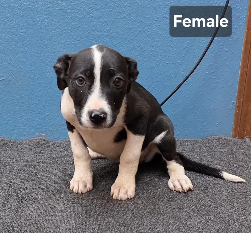 A baby medium-sized female Border Collie dog named Ivy for adoption in Dripping Springs, TX