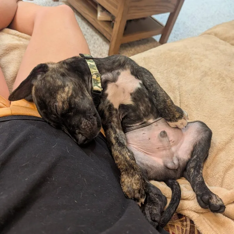 A baby small-sized male Black Mixed Breed dog named Kona for adoption in West Olive, MI