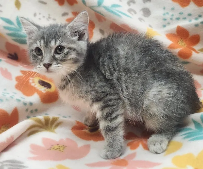 A baby small-sized female Domestic Short Hair cat named Samantha for adoption in Little Rock, AR
