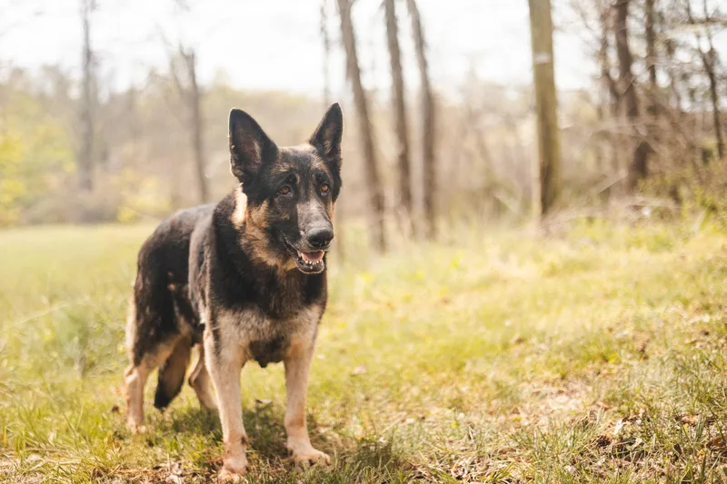 An adult medium-sized female Black German Shepherd Dog dog named Echotransport for adoption in Gradyville, KY