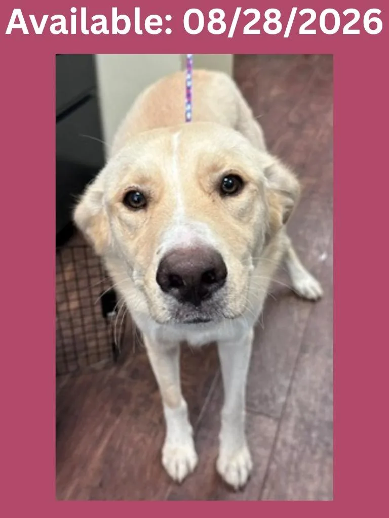 A young medium-sized female Labrador Retriever dog named Dog Kennel for adoption in Greenville, TX
