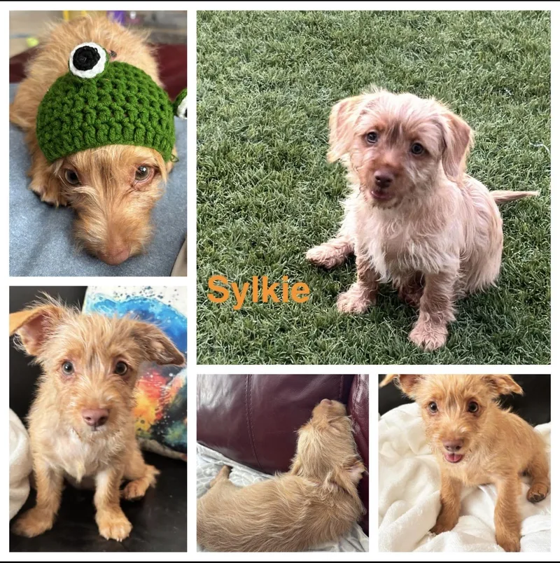 A baby small-sized female Red / Chestnut / Orange Chiweenie dog named Sylkie for adoption in Las Vegas, NV