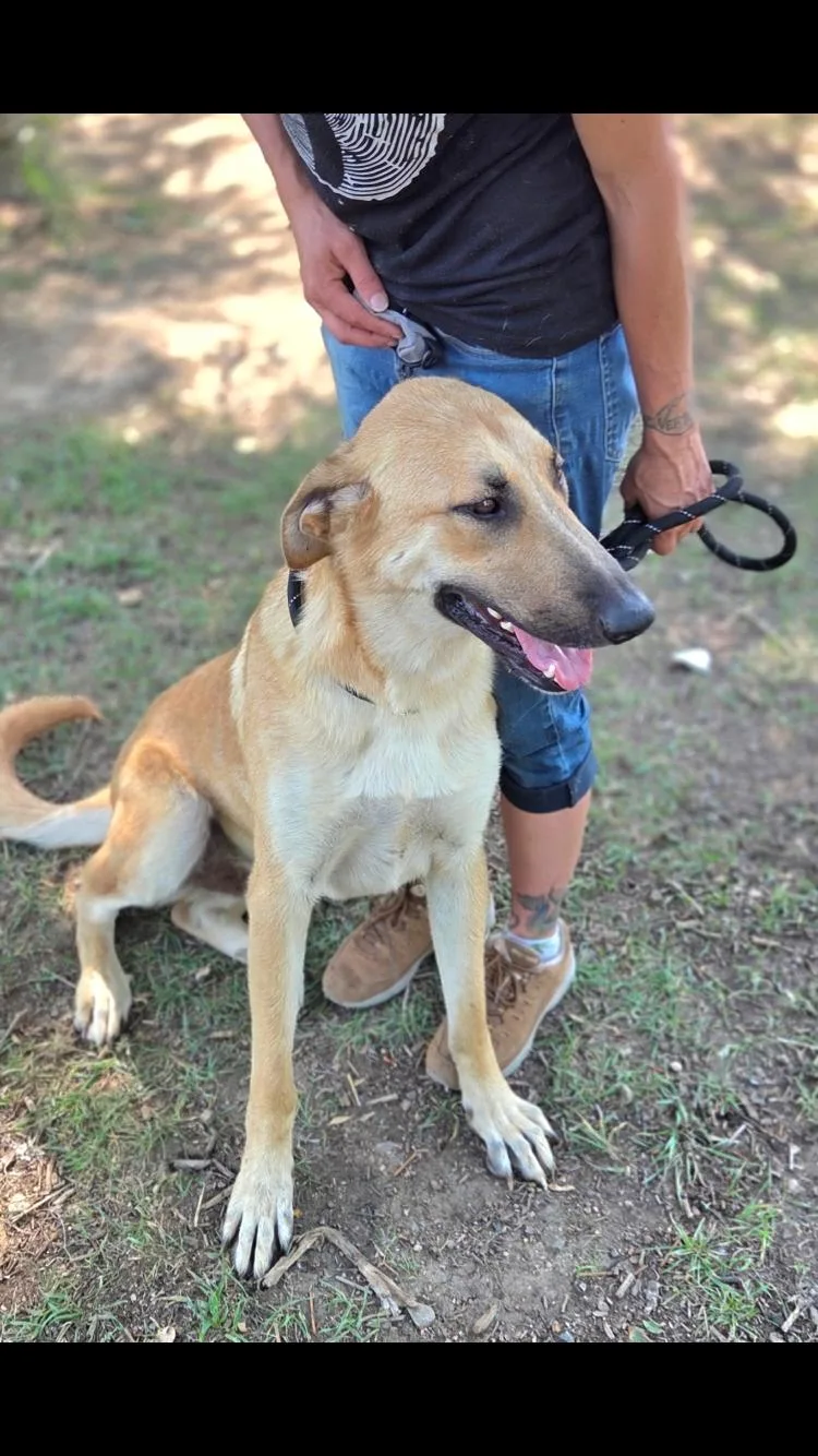 An adult large-sized male Anatolian Shepherd dog named Zach for adoption in Paradise, TX