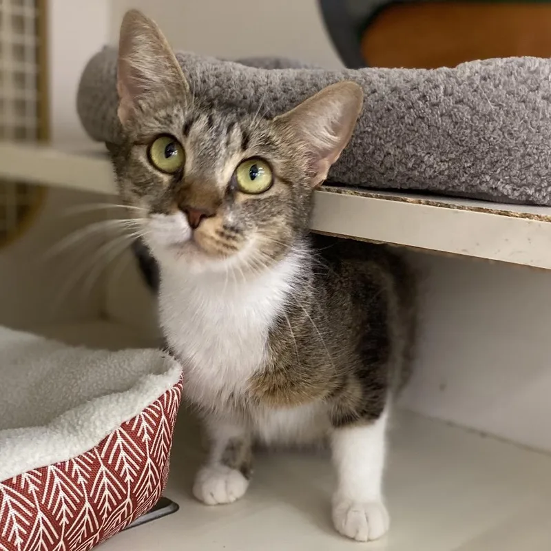An adult medium-sized female Brown / Chocolate Domestic Short Hair cat named Madonna for adoption in Bessemer, AL