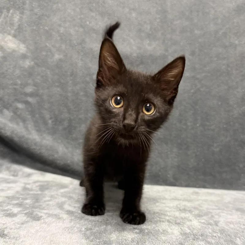 A baby medium-sized male Domestic Short Hair cat named Michael for adoption in Brenham, TX