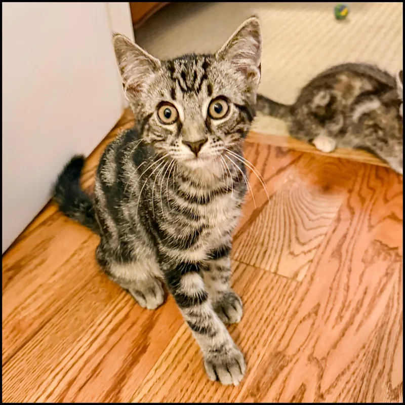 A young medium-sized male Tabby (Brown / Chocolate) Domestic Short Hair cat named Thrag for adoption in Roswell, GA