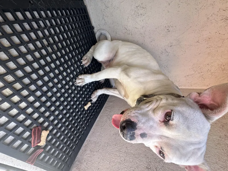 A young medium-sized female Pit Bull Terrier dog named Stitch for adoption in Killeen, TX