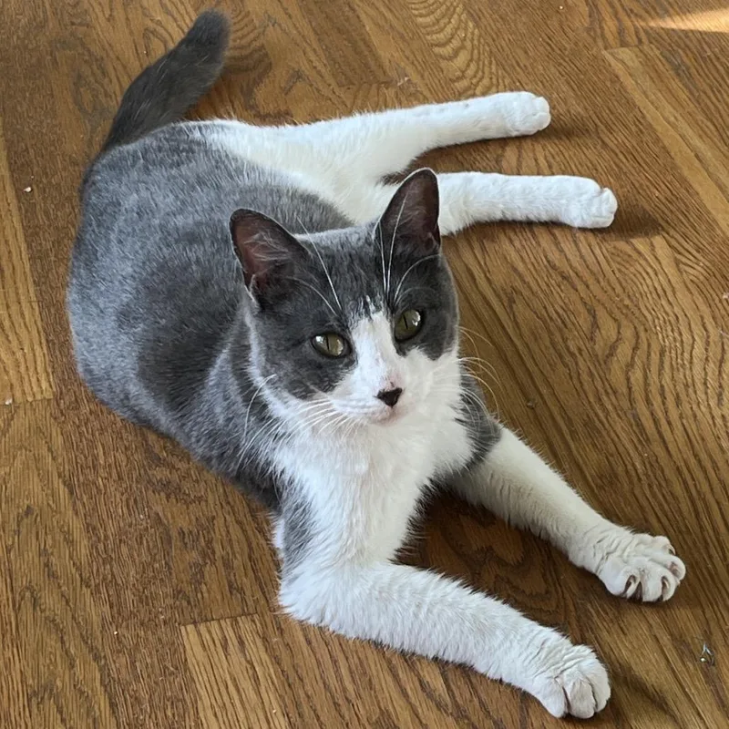 An adult medium-sized female Gray / Blue / Silver Domestic Short Hair cat named Beryl for adoption in Franklin, TN