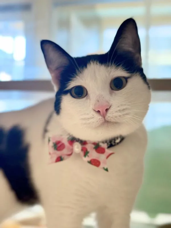 An adult medium-sized female Domestic Short Hair cat named Meadow for adoption in Monterey, CA
