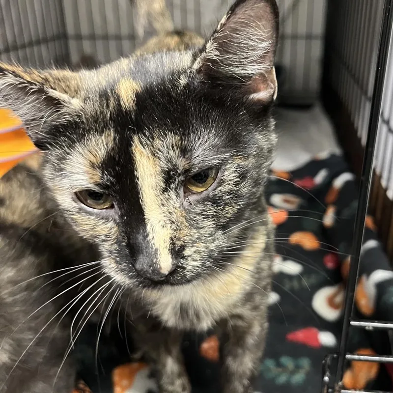 A young medium-sized female Domestic Short Hair cat named Miss Pepper for adoption in Wappingers Falls, NY