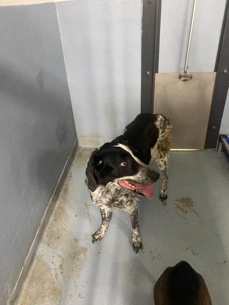 A senior large-sized female Mixed Breed dog named Savannah for adoption in Cartersville , GA