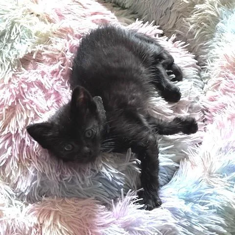 A baby small-sized male Black Domestic Short Hair cat named Beans for adoption in Houston, TX