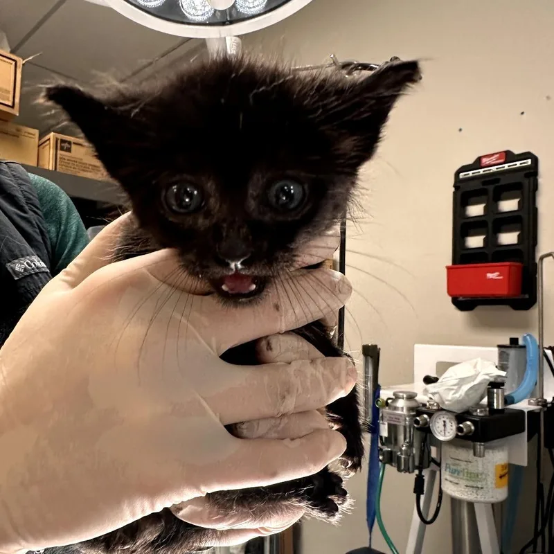 Beans thumbnail 2