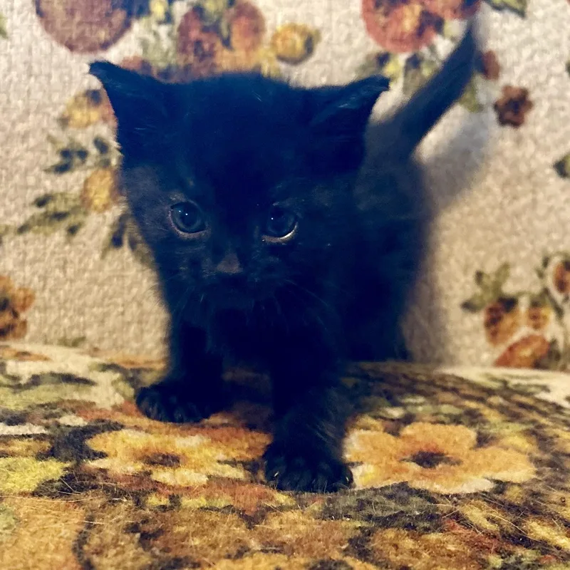 A young medium-sized female Black Domestic Short Hair cat named Perfect Storms for adoption in Akron, OH