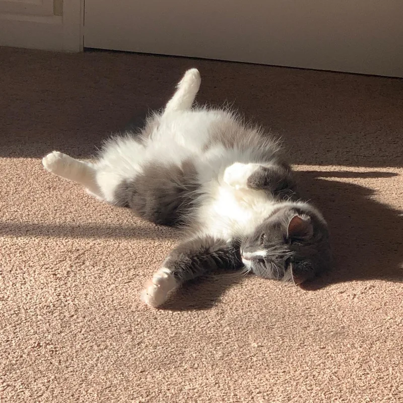 An adult medium-sized male Gray & White Domestic Long Hair cat named Liam & Tunky for adoption in Morgan Hill, CA