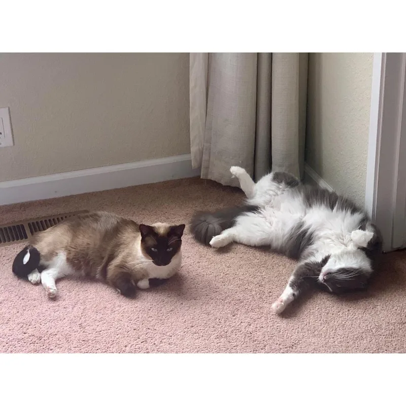 Liam & Tunky thumbnail 2