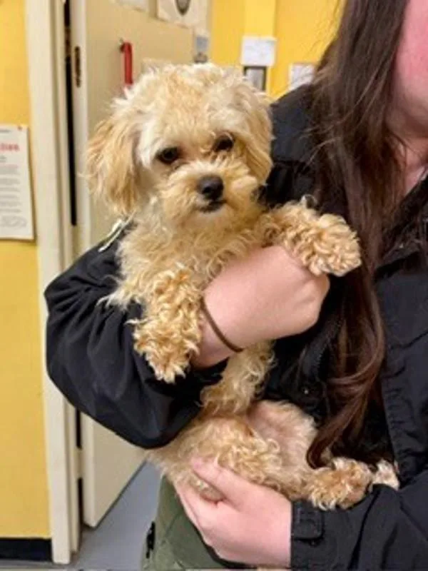 An adult small-sized female Poodle dog named Gigi for adoption in Dallas, GA