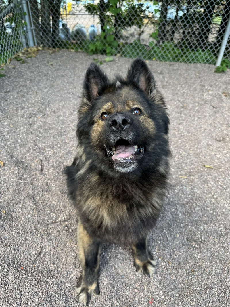 An adult large-sized female Black German Shepherd Dog dog named Bumble for adoption in Houghton, MI