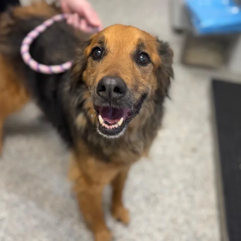A senior medium-sized male Red / Chestnut / Orange Mixed Breed dog named Bear for adoption in West Olive, MI