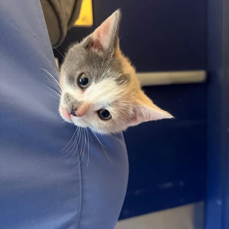 A baby small-sized female Calico Domestic Short Hair cat named Lava Lamp for adoption in Charlottesville, VA