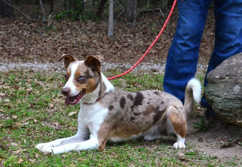 A young medium-sized male Merle (Red) Australian Shepherd dog named Sid for adoption in Willingboro, NJ