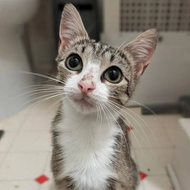 A young medium-sized female Brown / Chocolate Domestic Short Hair cat named Saltine for adoption in Baltimore, MD
