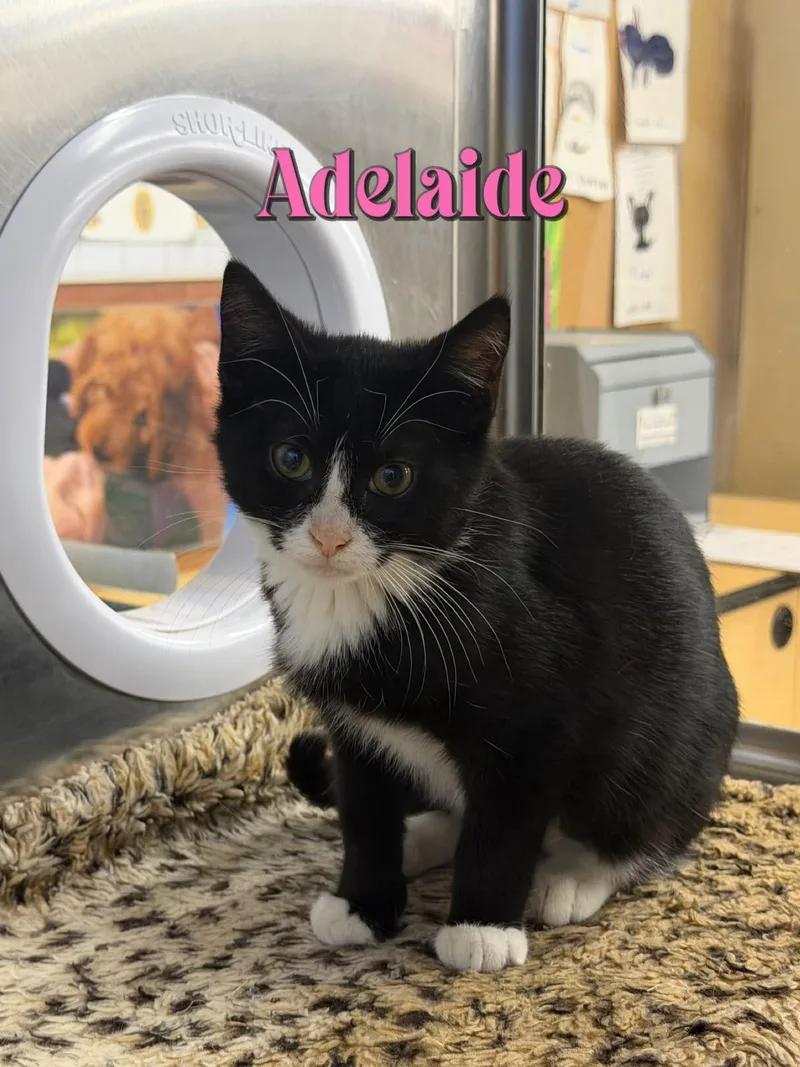 A baby medium-sized female Domestic Short Hair cat named Adelaide for adoption in Spring Lake, NJ
