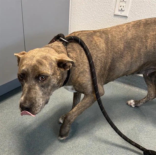 An adult medium-sized female American Staffordshire Terrier dog named Junie for adoption in Fort Myers, FL
