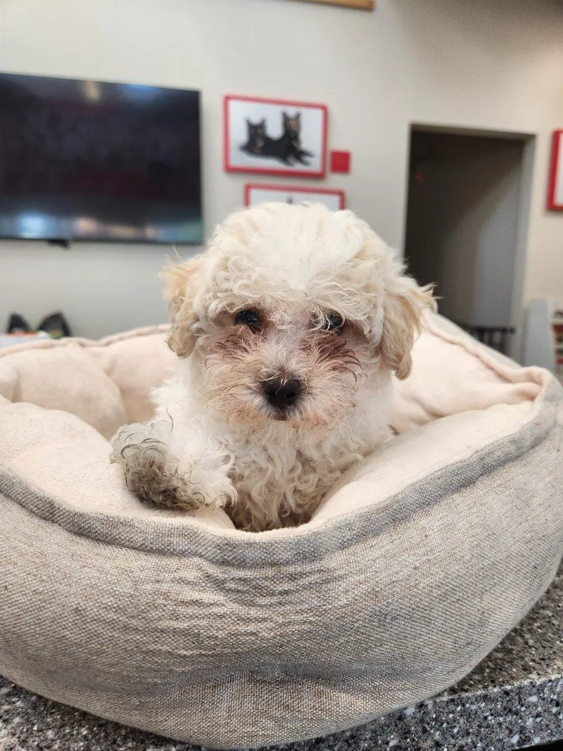 Snickerdoodle