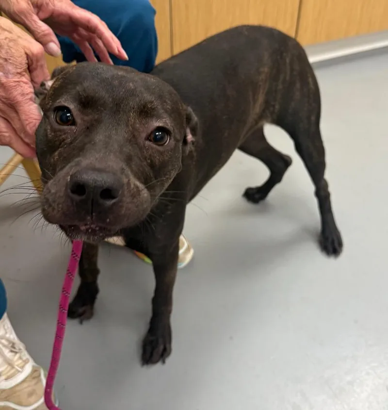 A young medium-sized female Labrador Retriever dog named Sweet Pea for adoption in Hartsville, SC