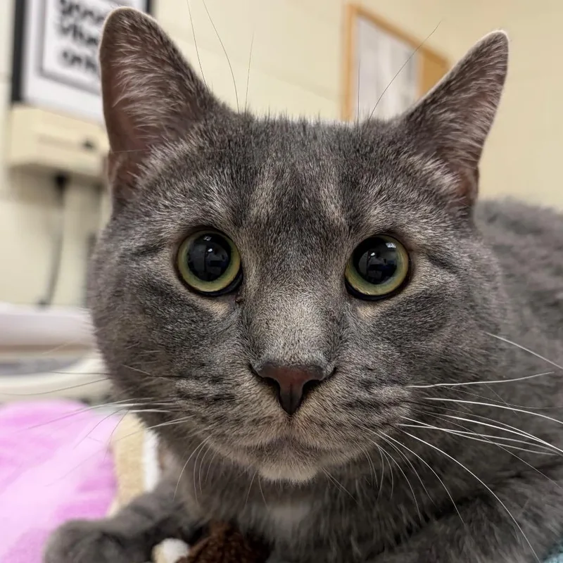 Milo