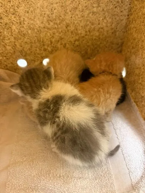 A baby small-sized male Domestic Short Hair cat named A for adoption in Riverside, CA