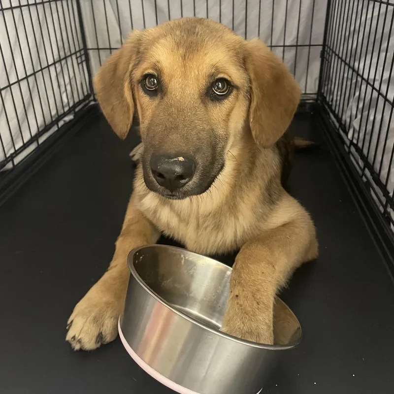A young medium-sized male Mixed Breed dog named Big Shep for adoption in Bismarck, ND
