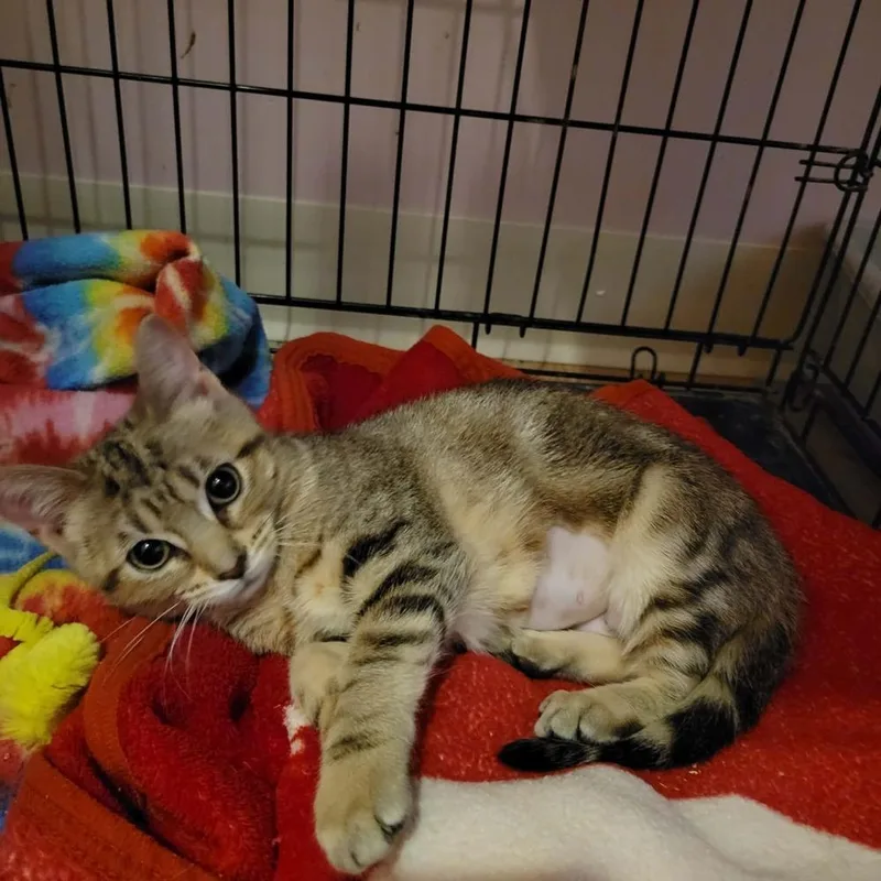 A baby small-sized female Tabby (Brown / Chocolate) Domestic Short Hair cat named Jasmine for adoption in Mishawaka, IN