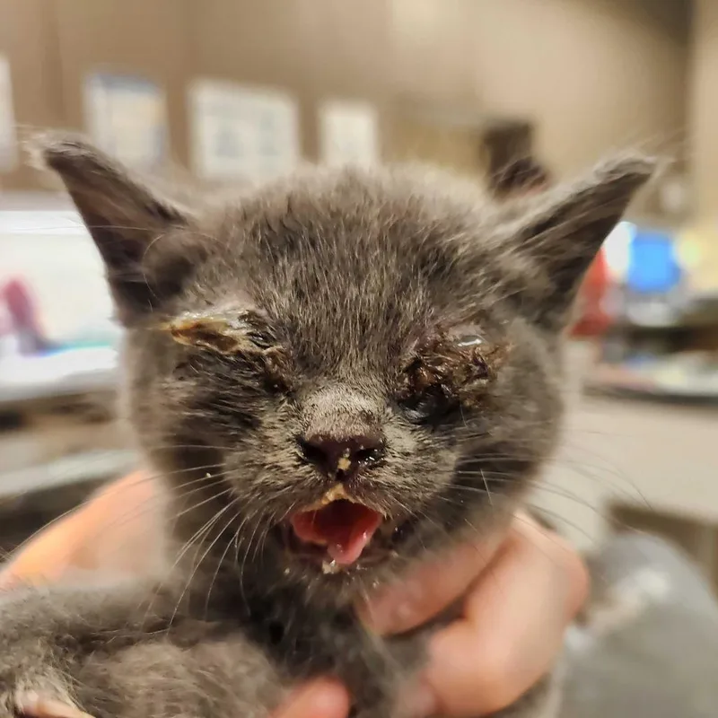 A baby small-sized male Brown / Chocolate Domestic Short Hair cat named Bala for adoption in Asheville, NC