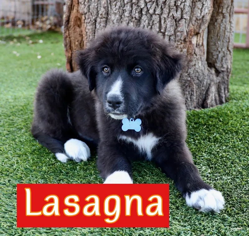 A baby large-sized male Labrador Retriever dog named Lasagna for adoption in Southlake, TX