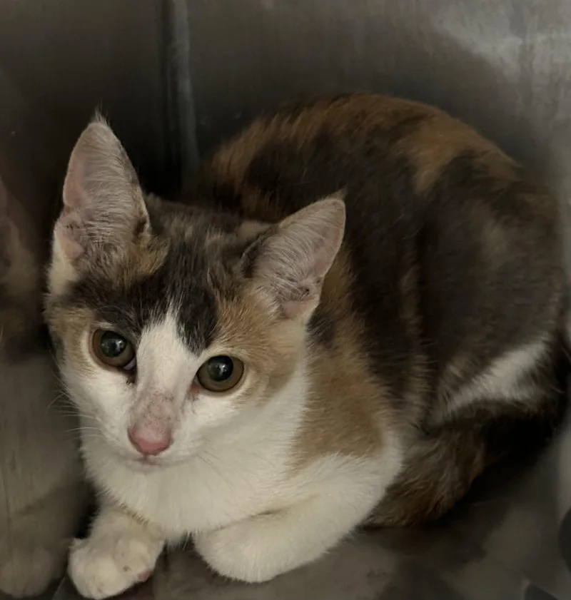 An adult small-sized female Domestic Short Hair cat named A for adoption in San Pedro, CA