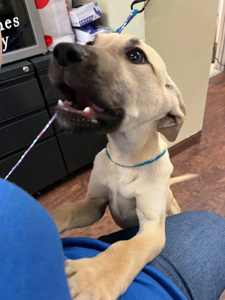 A baby medium-sized male Black Mouth Cur dog named Dog Kennel for adoption in Greenville, TX