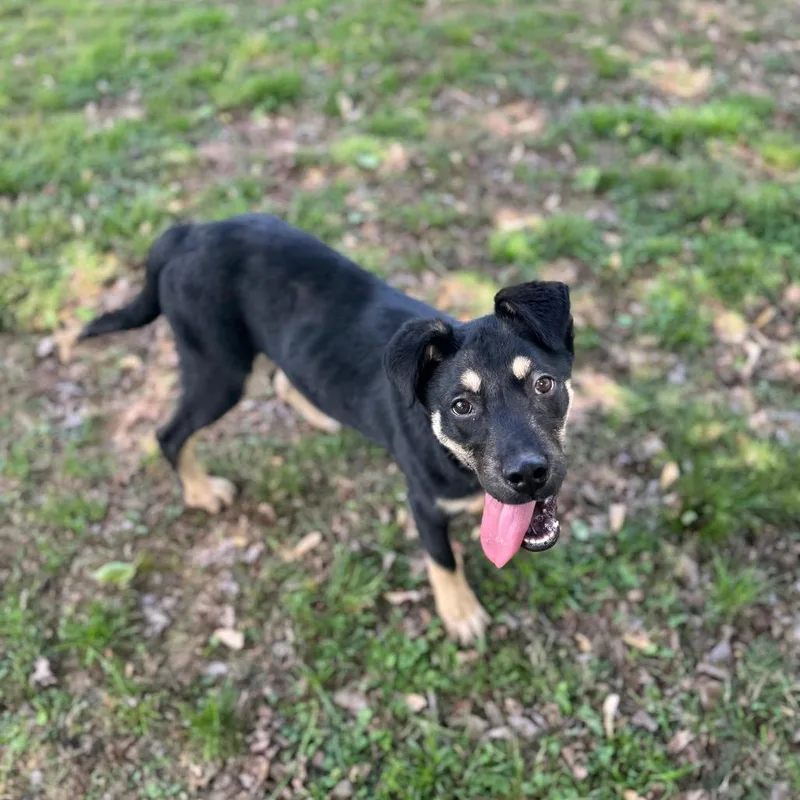 A baby medium-sized male Black Shepherd dog named Zach for adoption in Brownsboro, AL