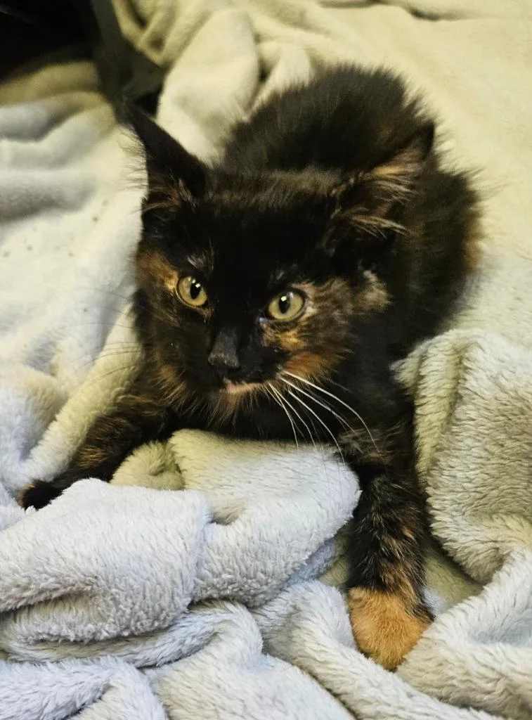 A baby small-sized female Calico cat named Chilly for adoption in Sherwood, AR