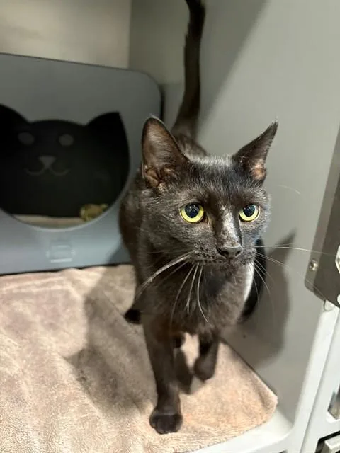 A young medium-sized female Domestic Short Hair cat named Sagle for adoption in Leesburg, VA