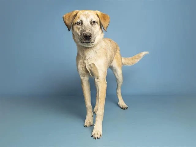 A young large-sized female Australian Cattle Dog / Blue Heeler dog named Frappu for adoption in Phoenix, AZ