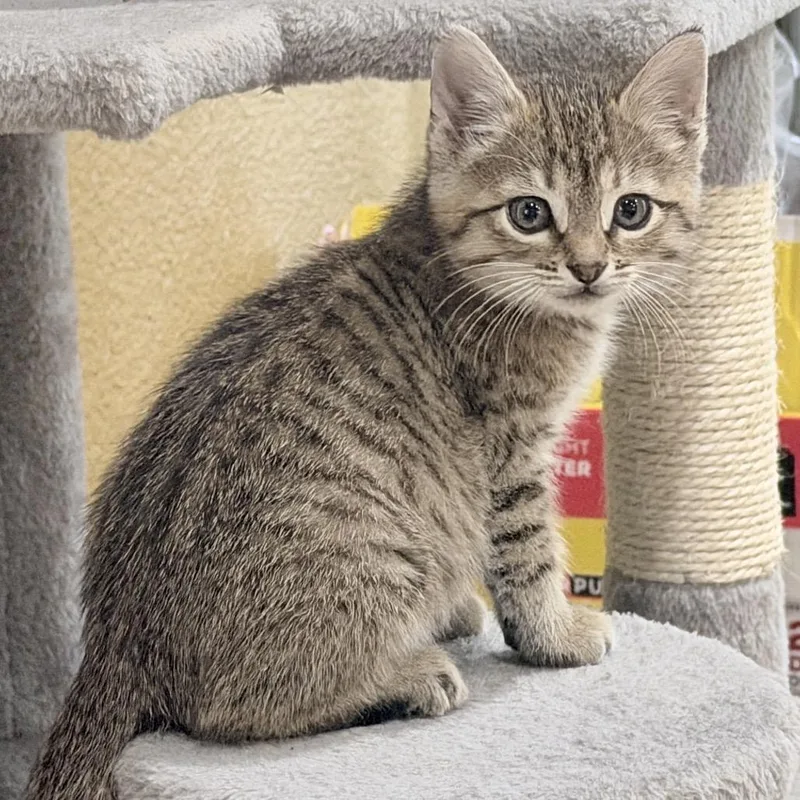 A baby small-sized female Gray / Blue / Silver Domestic Short Hair cat named Fritter for adoption in Denison, TX