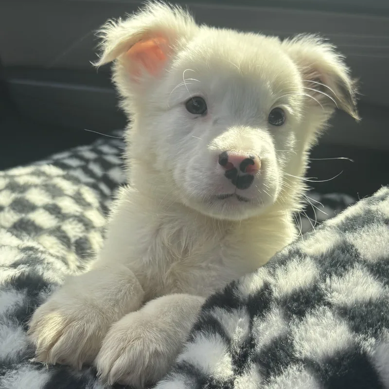 A baby medium-sized male Australian Shepherd dog named Sugar Bear for adoption in Crosby, TX